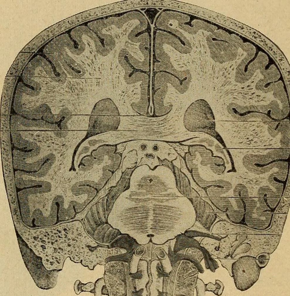 An illustration from How to read the human head and face, 1903, leaf 91