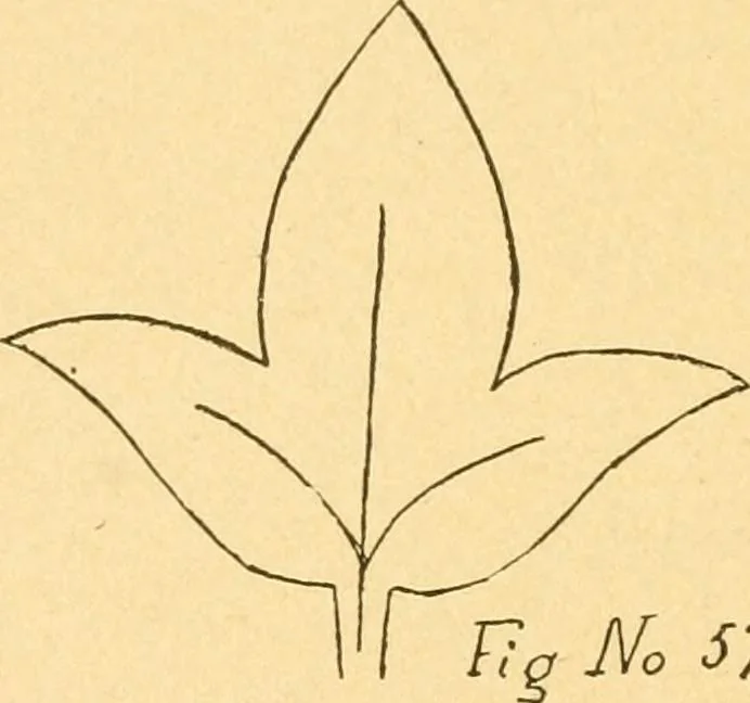An illustration from How to teach paper-folding and cutting: a practical manual-training aid, 1892, leaf 49