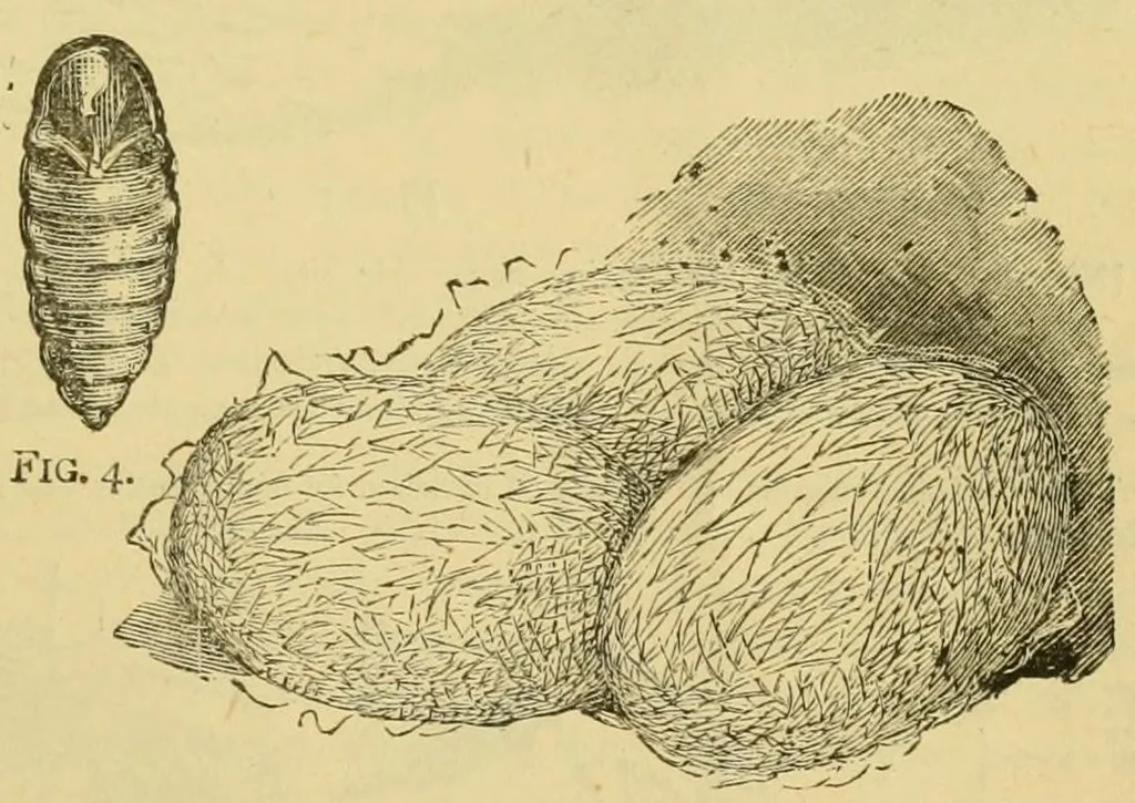 An illustration from How to use Florence knitting silk, 1882, leaf 63