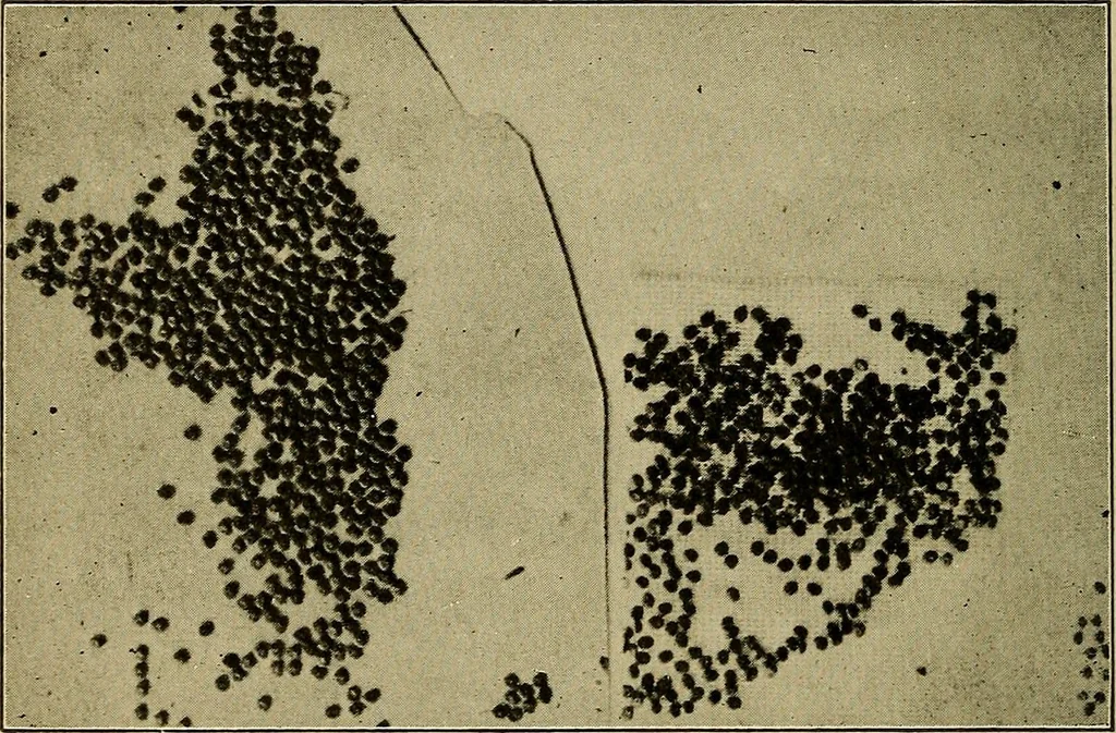 An illustration from How we are clothed ; a geographical reader, 1904, leaf 105