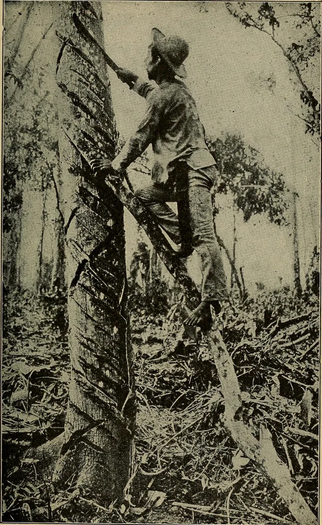 An illustration from How we are clothed ; a geographical reader, 1904, leaf 124