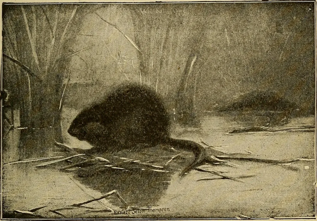 An illustration from How we are clothed ; a geographical reader, 1904, leaf 154