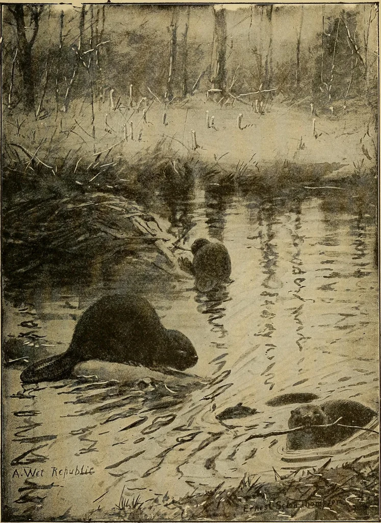 An illustration from How we are clothed ; a geographical reader, 1904, leaf 156