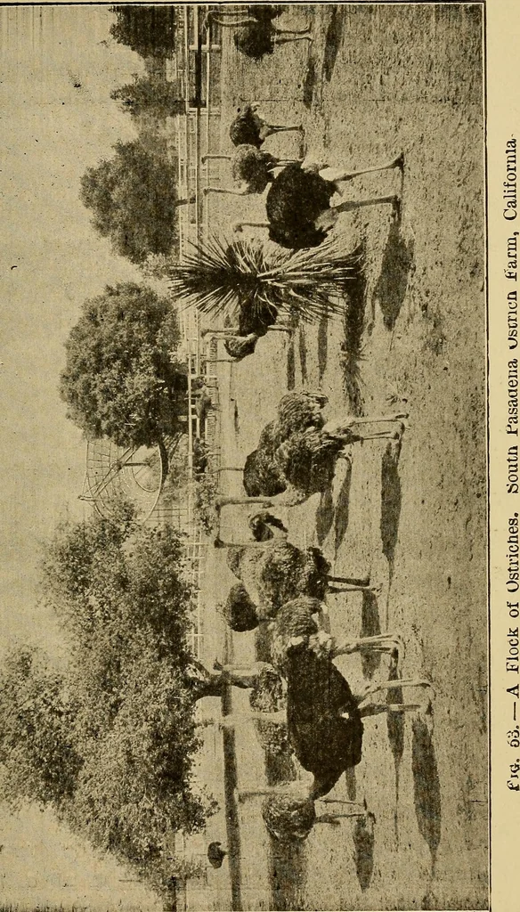 An illustration from How we are clothed ; a geographical reader, 1904, leaf 226