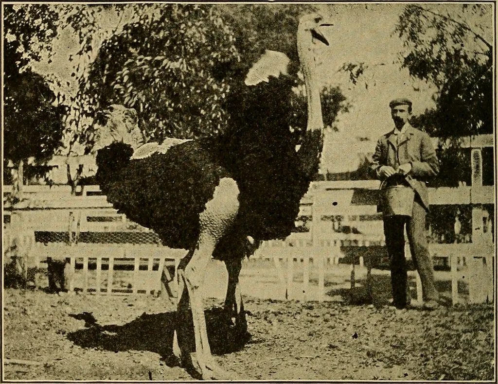 An illustration from How we are clothed ; a geographical reader, 1904, leaf 233