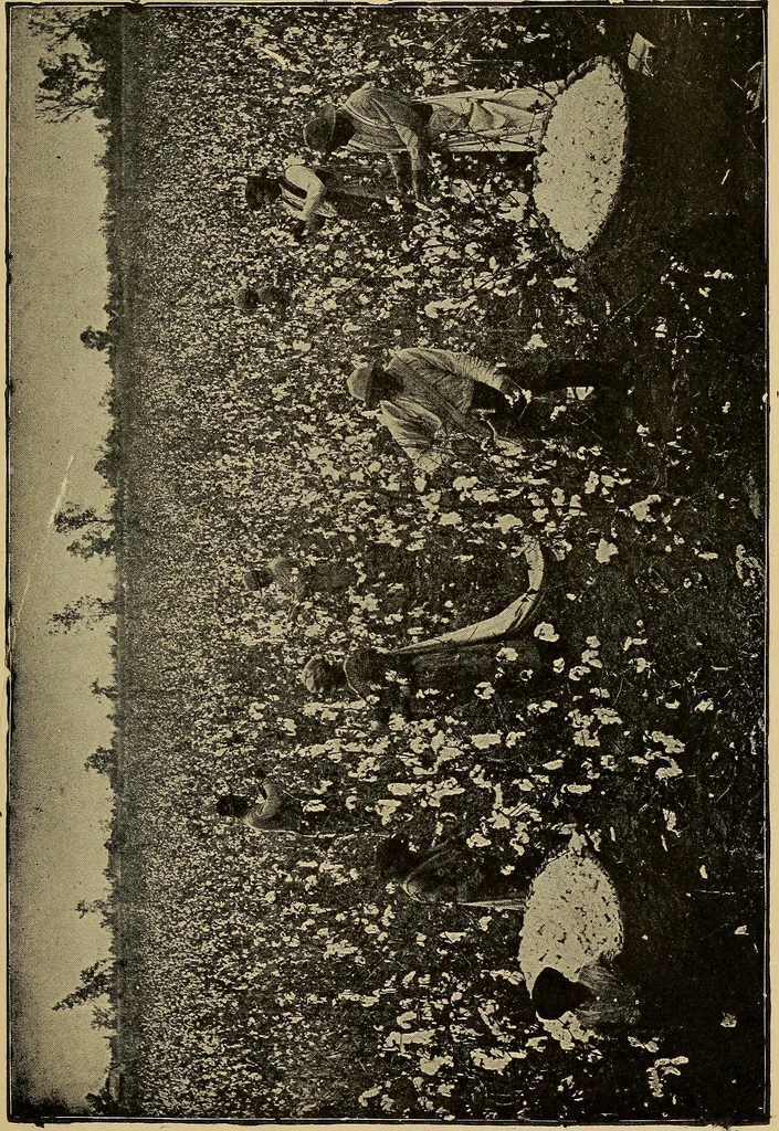 An illustration from How we are clothed ; a geographical reader, 1904, leaf 54