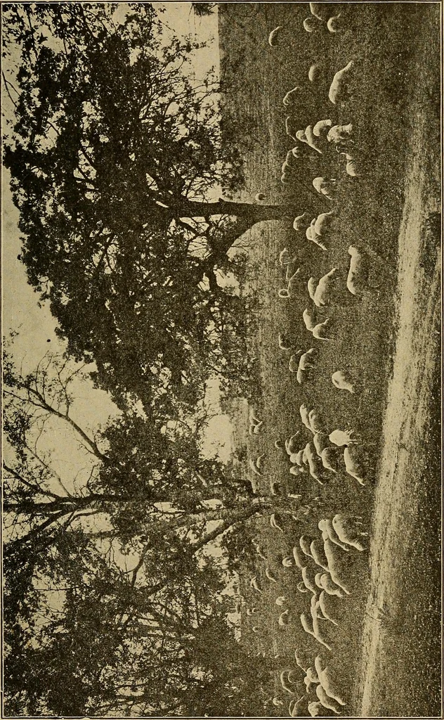 An illustration from How we are clothed ; a geographical reader, 1904, leaf 74