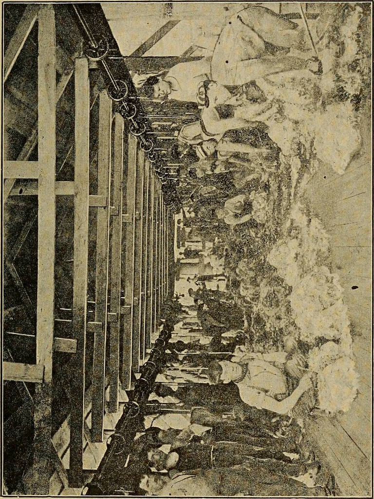An illustration from How we are clothed ; a geographical reader, 1904, leaf 78