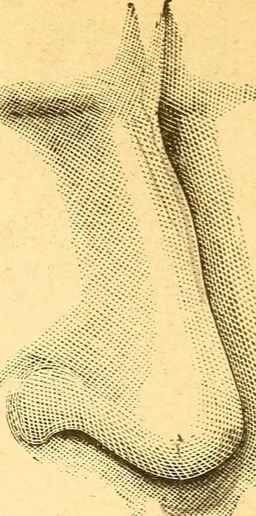 An illustration from Human nature, or, Men and women exposed : treating of every characteristic, both good and bad, of the various types of man and woman as they exist, and as manifested in every-day life, giving "the truth, the whole truth, and nothing but the truth", 1901, leaf 13