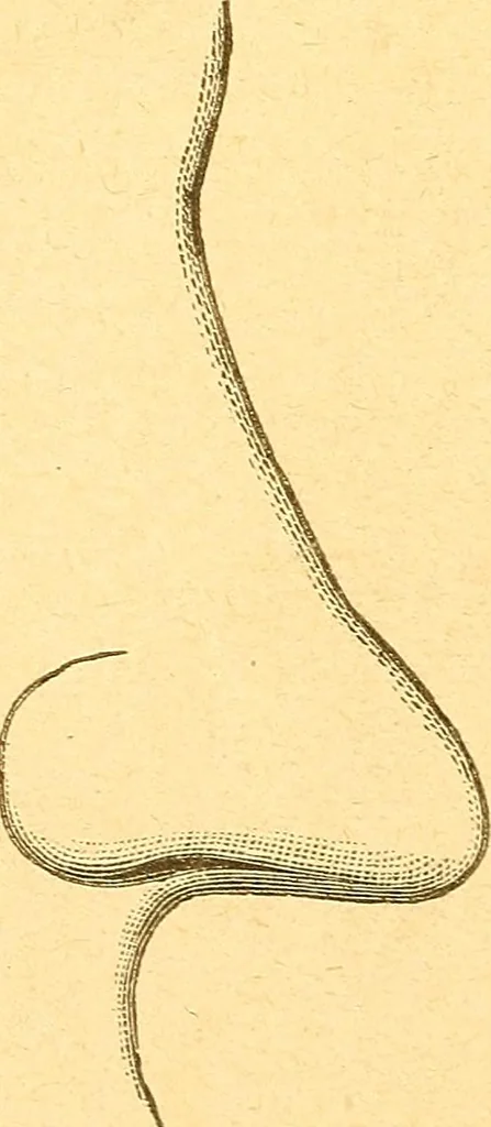 An illustration from Human nature, or, Men and women exposed : treating of every characteristic, both good and bad, of the various types of man and woman as they exist, and as manifested in every-day life, giving "the truth, the whole truth, and nothing but the truth", 1901, leaf 13