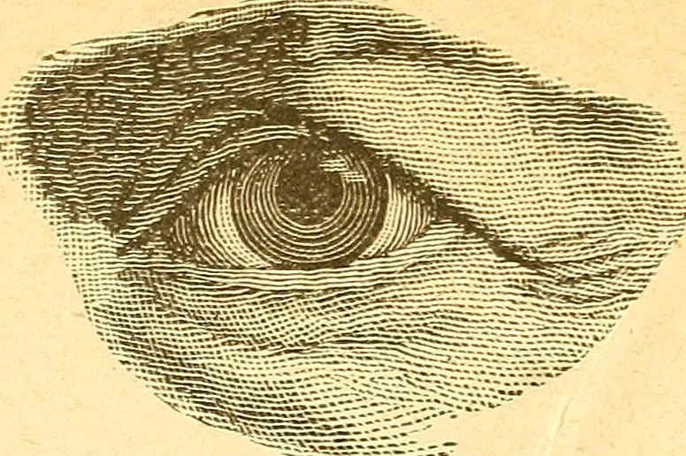 An illustration from Human nature, or, Men and women exposed : treating of every characteristic, both good and bad, of the various types of man and woman as they exist, and as manifested in every-day life, giving "the truth, the whole truth, and nothing but the truth", 1901, leaf 149