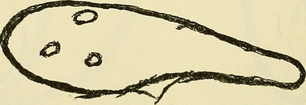 An illustration from Human personality and its survival of bodily death, 1903, leaf 657