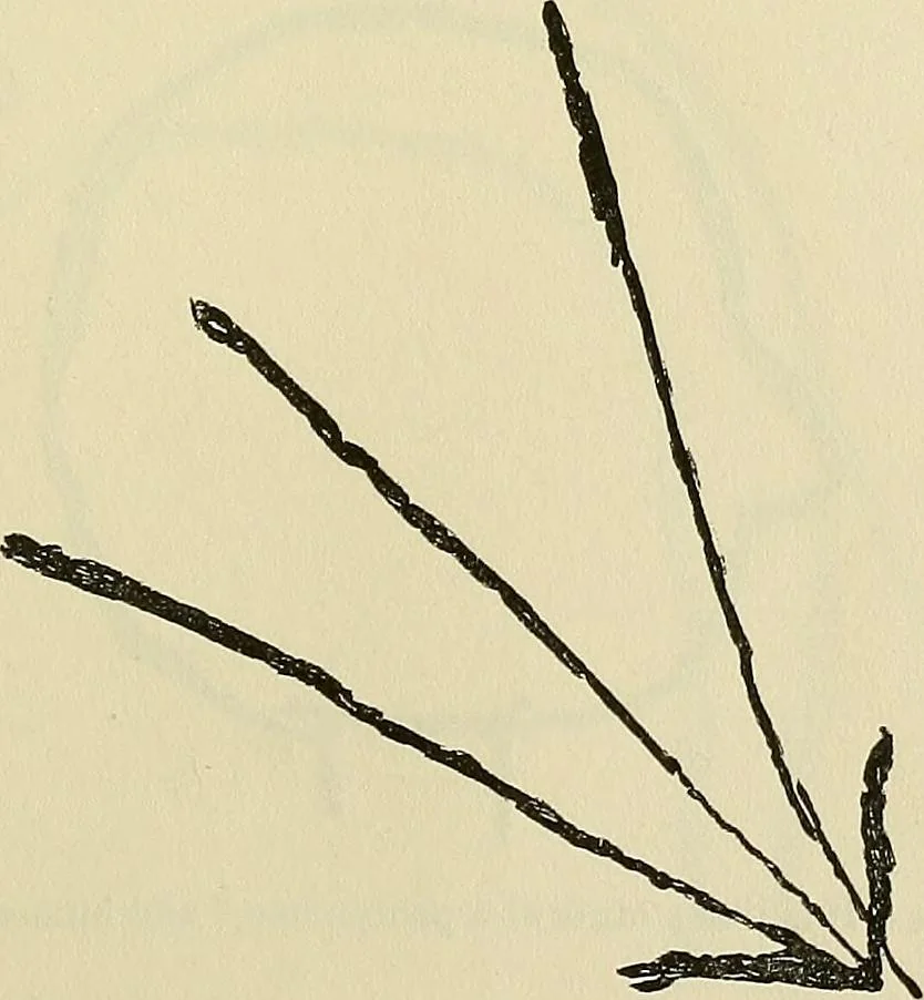 An illustration from Human personality and its survival of bodily death, 1903, leaf 660