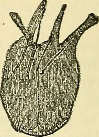 An illustration from Human personality and its survival of bodily death, 1903, leaf 671