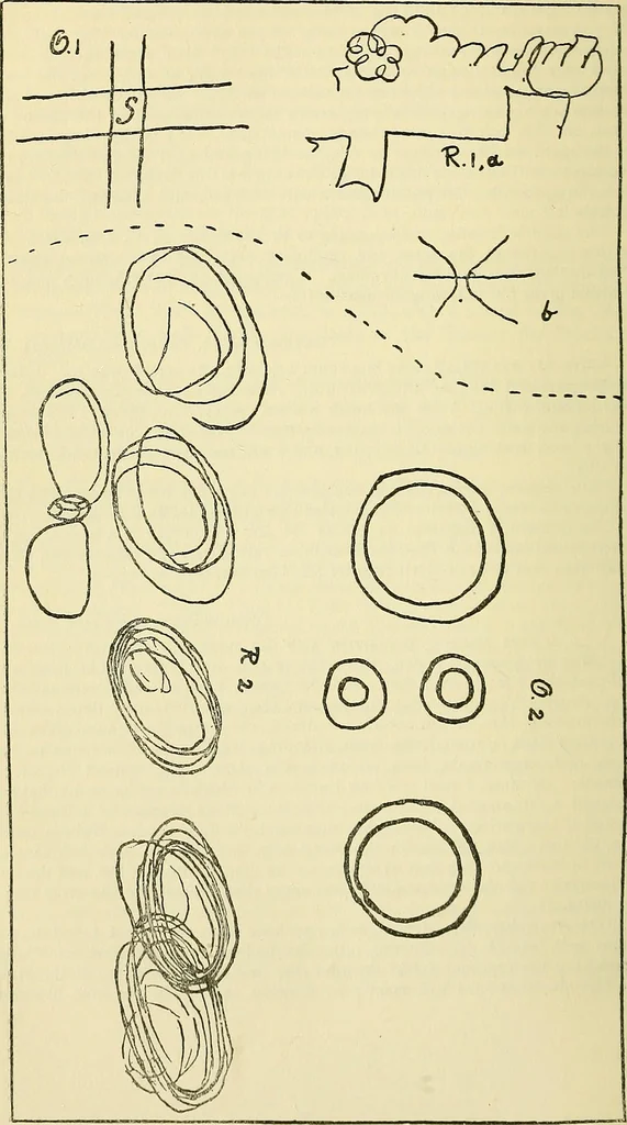 An illustration from Human personality and its survival of bodily death, 1903, leaf 675