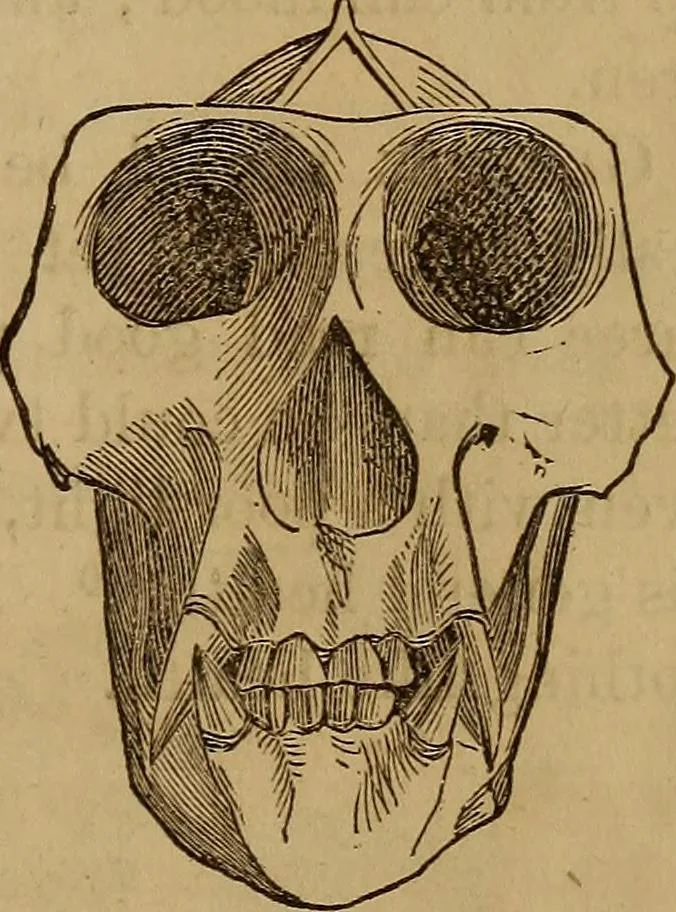 An illustration from Human science, or, Phrenology : its principles, proofs, faculties, organs, temperaments, combinations, conditions, teachings, philosophies, etc., etc. : as applied to health, its values, laws, functions, organs, means, preservation, restoration, etc. : mental philosophy, human and self improvement, civilization, home, country, commerce, rights, duties, ethics, etc. : God, His existence, attributes, laws, worship, natural theology, etc. : immortality, its evidences, conditions, relations to time, rewards, punishments, sin, faith, prayer, etc. : intellect, memory, juvenile and self education, literature, mental discipline, the senses, sciences, arts, avocations, a perfect life, etc., etc., etc., 1873, leaf 1016