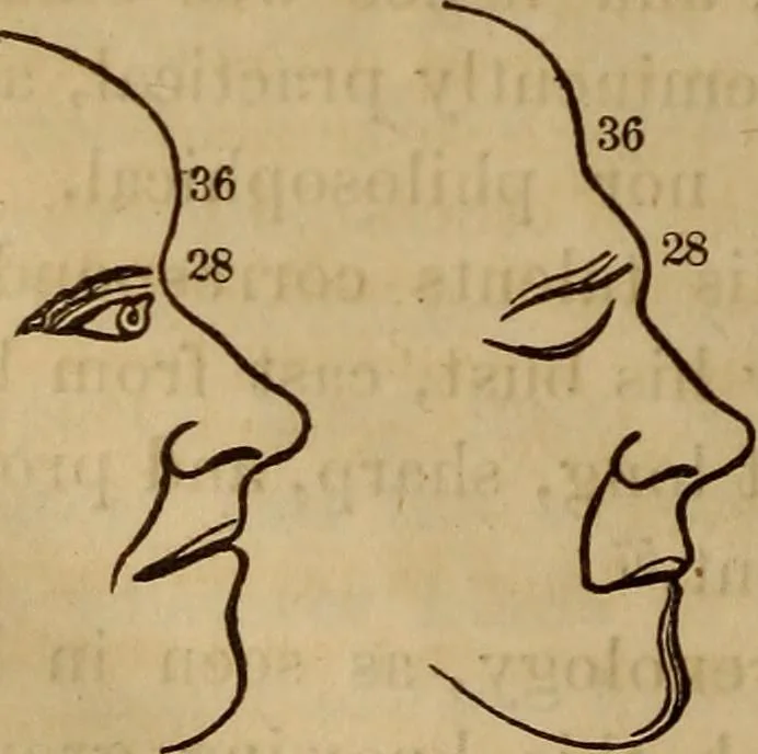 An illustration from Human science, or, Phrenology : its principles, proofs, faculties, organs, temperaments, combinations, conditions, teachings, philosophies, etc., etc. : as applied to health, its values, laws, functions, organs, means, preservation, restoration, etc. : mental philosophy, human and self improvement, civilization, home, country, commerce, rights, duties, ethics, etc. : God, His existence, attributes, laws, worship, natural theology, etc. : immortality, its evidences, conditions, relations to time, rewards, punishments, sin, faith, prayer, etc. : intellect, memory, juvenile and self education, literature, mental discipline, the senses, sciences, arts, avocations, a perfect life, etc., etc., etc., 1873, leaf 1069