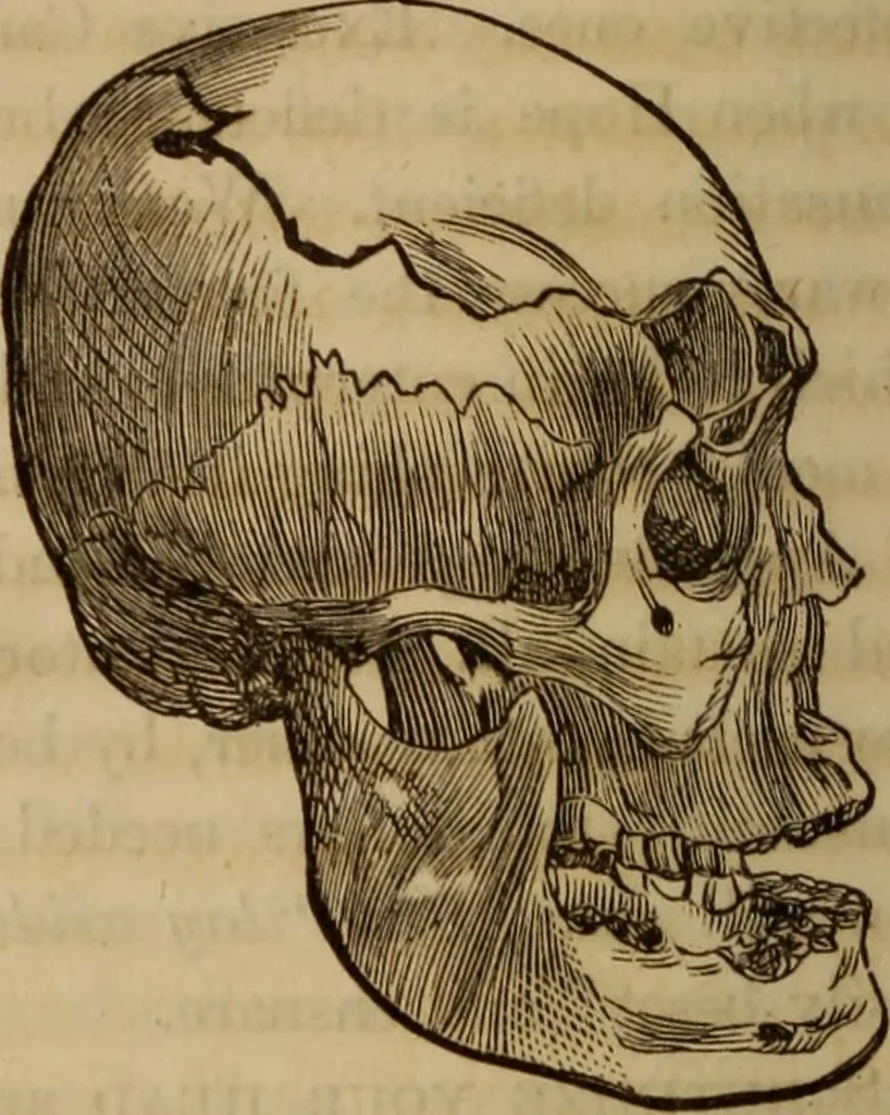 An illustration from Human science, or, Phrenology : its principles, proofs, faculties, organs, temperaments, combinations, conditions, teachings, philosophies, etc., etc. : as applied to health, its values, laws, functions, organs, means, preservation, restoration, etc. : mental philosophy, human and self improvement, civilization, home, country, commerce, rights, duties, ethics, etc. : God, His existence, attributes, laws, worship, natural theology, etc. : immortality, its evidences, conditions, relations to time, rewards, punishments, sin, faith, prayer, etc. : intellect, memory, juvenile and self education, literature, mental discipline, the senses, sciences, arts, avocations, a perfect life, etc., etc., etc., 1873, leaf 1221