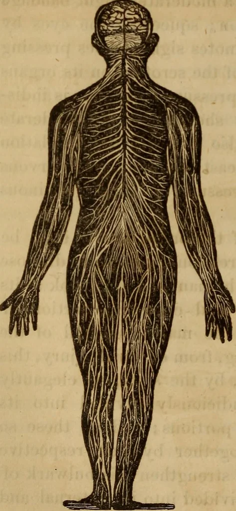 An illustration from Human science, or, Phrenology : its principles, proofs, faculties, organs, temperaments, combinations, conditions, teachings, philosophies, etc., etc. : as applied to health, its values, laws, functions, organs, means, preservation, restoration, etc. : mental philosophy, human and self improvement, civilization, home, country, commerce, rights, duties, ethics, etc. : God, His existence, attributes, laws, worship, natural theology, etc. : immortality, its evidences, conditions, relations to time, rewards, punishments, sin, faith, prayer, etc. : intellect, memory, juvenile and self education, literature, mental discipline, the senses, sciences, arts, avocations, a perfect life, etc., etc., etc., 1873, leaf 165