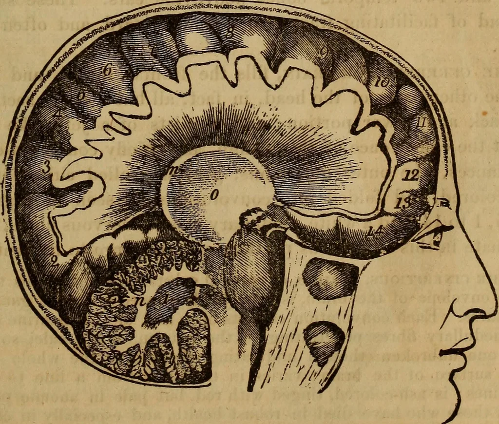 An illustration from Human science, or, Phrenology : its principles, proofs, faculties, organs, temperaments, combinations, conditions, teachings, philosophies, etc., etc. : as applied to health, its values, laws, functions, organs, means, preservation, restoration, etc. : mental philosophy, human and self improvement, civilization, home, country, commerce, rights, duties, ethics, etc. : God, His existence, attributes, laws, worship, natural theology, etc. : immortality, its evidences, conditions, relations to time, rewards, punishments, sin, faith, prayer, etc. : intellect, memory, juvenile and self education, literature, mental discipline, the senses, sciences, arts, avocations, a perfect life, etc., etc., etc., 1873, leaf 166