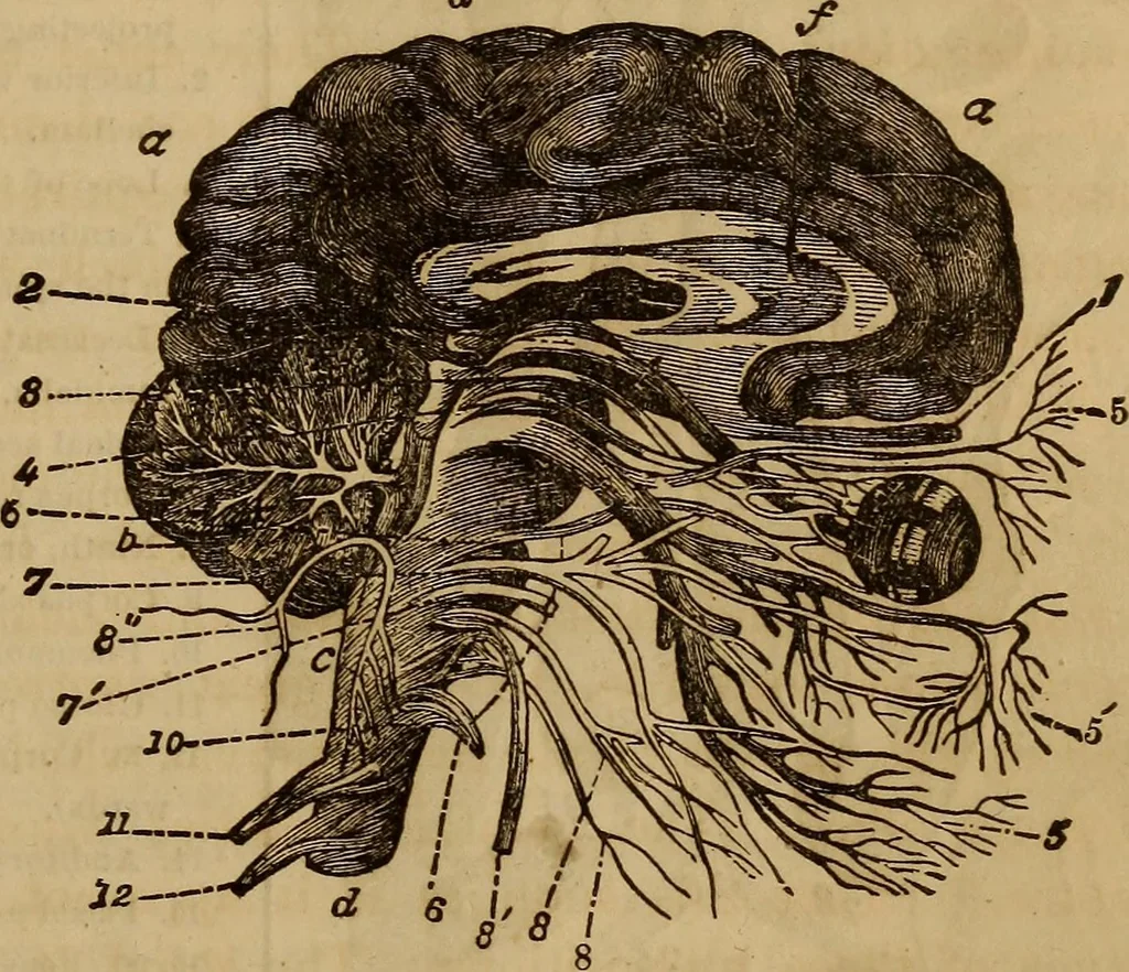 An illustration from Human science, or, Phrenology : its principles, proofs, faculties, organs, temperaments, combinations, conditions, teachings, philosophies, etc., etc. : as applied to health, its values, laws, functions, organs, means, preservation, restoration, etc. : mental philosophy, human and self improvement, civilization, home, country, commerce, rights, duties, ethics, etc. : God, His existence, attributes, laws, worship, natural theology, etc. : immortality, its evidences, conditions, relations to time, rewards, punishments, sin, faith, prayer, etc. : intellect, memory, juvenile and self education, literature, mental discipline, the senses, sciences, arts, avocations, a perfect life, etc., etc., etc., 1873, leaf 172