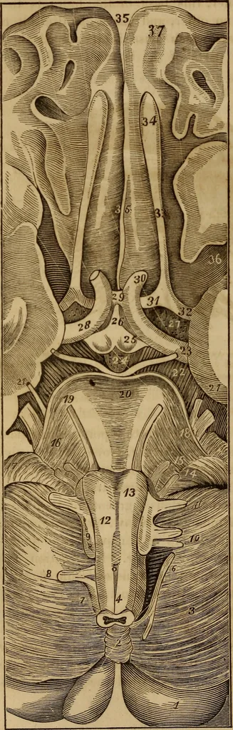An illustration from Human science, or, Phrenology : its principles, proofs, faculties, organs, temperaments, combinations, conditions, teachings, philosophies, etc., etc. : as applied to health, its values, laws, functions, organs, means, preservation, restoration, etc. : mental philosophy, human and self improvement, civilization, home, country, commerce, rights, duties, ethics, etc. : God, His existence, attributes, laws, worship, natural theology, etc. : immortality, its evidences, conditions, relations to time, rewards, punishments, sin, faith, prayer, etc. : intellect, memory, juvenile and self education, literature, mental discipline, the senses, sciences, arts, avocations, a perfect life, etc., etc., etc., 1873, leaf 173