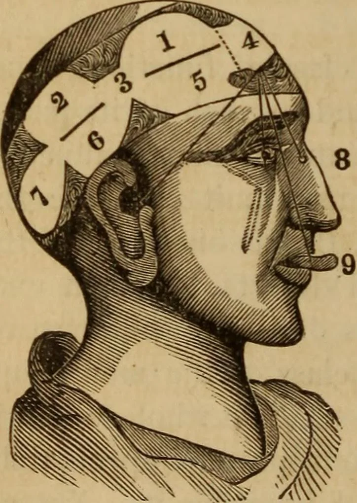 An illustration from Human science, or, Phrenology : its principles, proofs, faculties, organs, temperaments, combinations, conditions, teachings, philosophies, etc., etc. : as applied to health, its values, laws, functions, organs, means, preservation, restoration, etc. : mental philosophy, human and self improvement, civilization, home, country, commerce, rights, duties, ethics, etc. : God, His existence, attributes, laws, worship, natural theology, etc. : immortality, its evidences, conditions, relations to time, rewards, punishments, sin, faith, prayer, etc. : intellect, memory, juvenile and self education, literature, mental discipline, the senses, sciences, arts, avocations, a perfect life, etc., etc., etc., 1873, leaf 185
