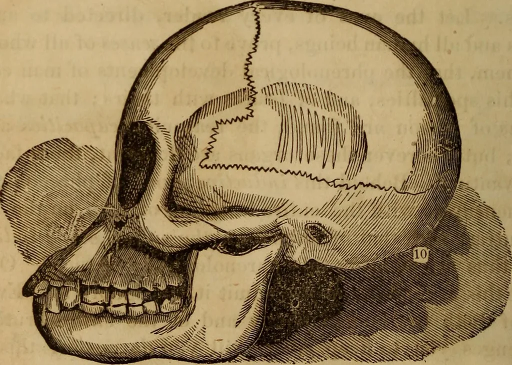 An illustration from Human science, or, Phrenology : its principles, proofs, faculties, organs, temperaments, combinations, conditions, teachings, philosophies, etc., etc. : as applied to health, its values, laws, functions, organs, means, preservation, restoration, etc. : mental philosophy, human and self improvement, civilization, home, country, commerce, rights, duties, ethics, etc. : God, His existence, attributes, laws, worship, natural theology, etc. : immortality, its evidences, conditions, relations to time, rewards, punishments, sin, faith, prayer, etc. : intellect, memory, juvenile and self education, literature, mental discipline, the senses, sciences, arts, avocations, a perfect life, etc., etc., etc., 1873, leaf 201