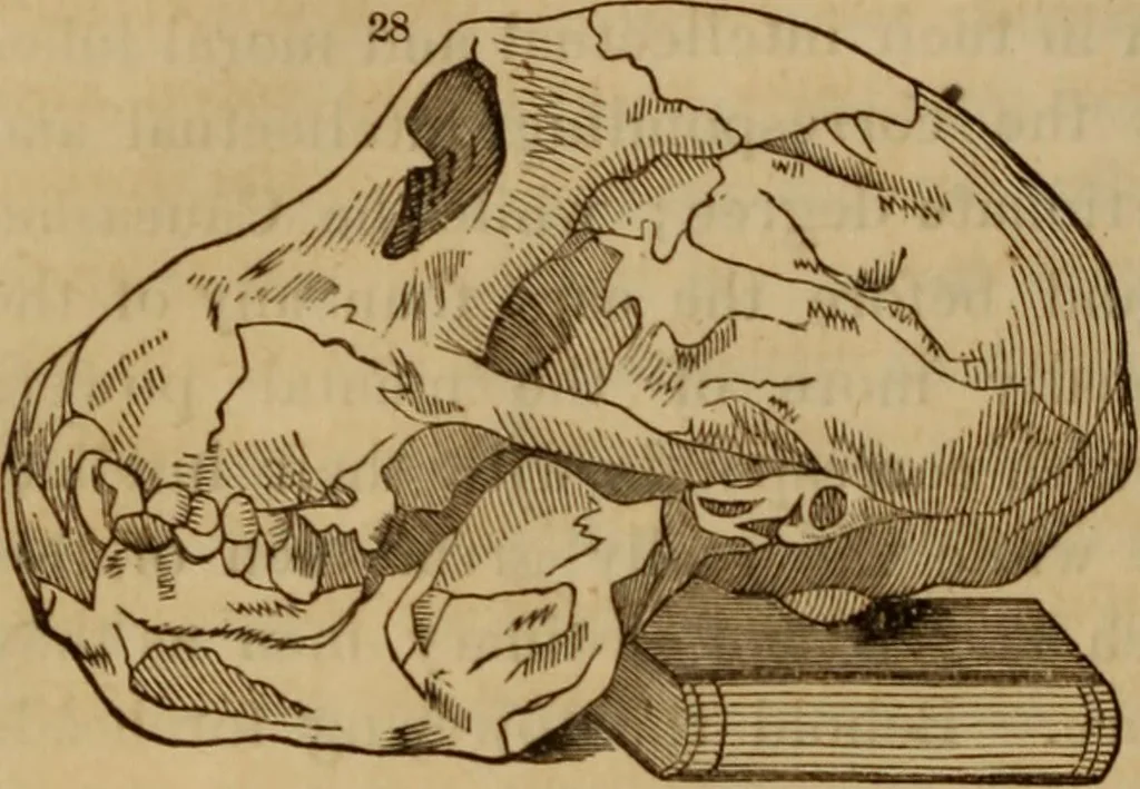 An illustration from Human science, or, Phrenology : its principles, proofs, faculties, organs, temperaments, combinations, conditions, teachings, philosophies, etc., etc. : as applied to health, its values, laws, functions, organs, means, preservation, restoration, etc. : mental philosophy, human and self improvement, civilization, home, country, commerce, rights, duties, ethics, etc. : God, His existence, attributes, laws, worship, natural theology, etc. : immortality, its evidences, conditions, relations to time, rewards, punishments, sin, faith, prayer, etc. : intellect, memory, juvenile and self education, literature, mental discipline, the senses, sciences, arts, avocations, a perfect life, etc., etc., etc., 1873, leaf 203
