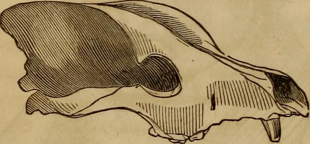 An illustration from Human science, or, Phrenology : its principles, proofs, faculties, organs, temperaments, combinations, conditions, teachings, philosophies, etc., etc. : as applied to health, its values, laws, functions, organs, means, preservation, restoration, etc. : mental philosophy, human and self improvement, civilization, home, country, commerce, rights, duties, ethics, etc. : God, His existence, attributes, laws, worship, natural theology, etc. : immortality, its evidences, conditions, relations to time, rewards, punishments, sin, faith, prayer, etc. : intellect, memory, juvenile and self education, literature, mental discipline, the senses, sciences, arts, avocations, a perfect life, etc., etc., etc., 1873, leaf 203