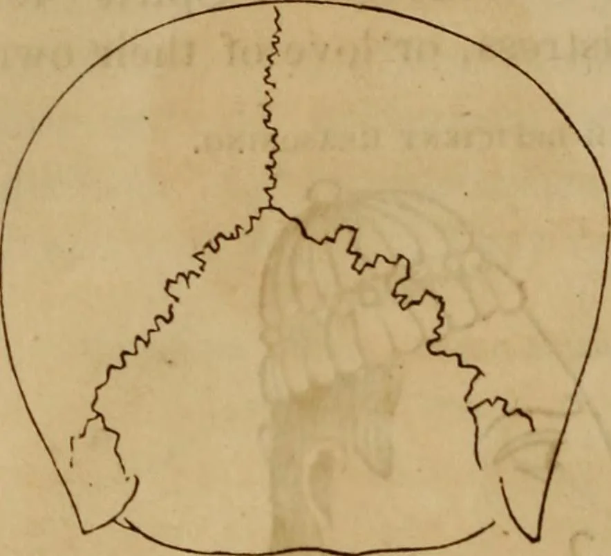 An illustration from Human science, or, Phrenology : its principles, proofs, faculties, organs, temperaments, combinations, conditions, teachings, philosophies, etc., etc. : as applied to health, its values, laws, functions, organs, means, preservation, restoration, etc. : mental philosophy, human and self improvement, civilization, home, country, commerce, rights, duties, ethics, etc. : God, His existence, attributes, laws, worship, natural theology, etc. : immortality, its evidences, conditions, relations to time, rewards, punishments, sin, faith, prayer, etc. : intellect, memory, juvenile and self education, literature, mental discipline, the senses, sciences, arts, avocations, a perfect life, etc., etc., etc., 1873, leaf 209