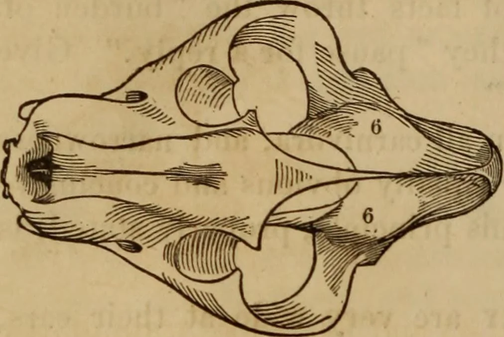 An illustration from Human science, or, Phrenology : its principles, proofs, faculties, organs, temperaments, combinations, conditions, teachings, philosophies, etc., etc. : as applied to health, its values, laws, functions, organs, means, preservation, restoration, etc. : mental philosophy, human and self improvement, civilization, home, country, commerce, rights, duties, ethics, etc. : God, His existence, attributes, laws, worship, natural theology, etc. : immortality, its evidences, conditions, relations to time, rewards, punishments, sin, faith, prayer, etc. : intellect, memory, juvenile and self education, literature, mental discipline, the senses, sciences, arts, avocations, a perfect life, etc., etc., etc., 1873, leaf 213