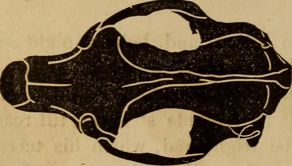 An illustration from Human science, or, Phrenology : its principles, proofs, faculties, organs, temperaments, combinations, conditions, teachings, philosophies, etc., etc. : as applied to health, its values, laws, functions, organs, means, preservation, restoration, etc. : mental philosophy, human and self improvement, civilization, home, country, commerce, rights, duties, ethics, etc. : God, His existence, attributes, laws, worship, natural theology, etc. : immortality, its evidences, conditions, relations to time, rewards, punishments, sin, faith, prayer, etc. : intellect, memory, juvenile and self education, literature, mental discipline, the senses, sciences, arts, avocations, a perfect life, etc., etc., etc., 1873, leaf 213