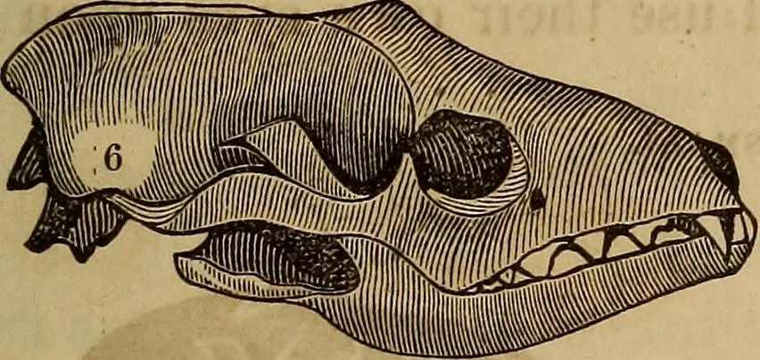 An illustration from Human science, or, Phrenology : its principles, proofs, faculties, organs, temperaments, combinations, conditions, teachings, philosophies, etc., etc. : as applied to health, its values, laws, functions, organs, means, preservation, restoration, etc. : mental philosophy, human and self improvement, civilization, home, country, commerce, rights, duties, ethics, etc. : God, His existence, attributes, laws, worship, natural theology, etc. : immortality, its evidences, conditions, relations to time, rewards, punishments, sin, faith, prayer, etc. : intellect, memory, juvenile and self education, literature, mental discipline, the senses, sciences, arts, avocations, a perfect life, etc., etc., etc., 1873, leaf 214
