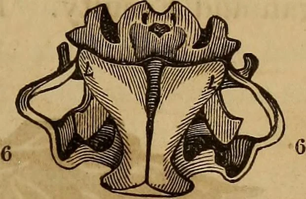 An illustration from Human science, or, Phrenology : its principles, proofs, faculties, organs, temperaments, combinations, conditions, teachings, philosophies, etc., etc. : as applied to health, its values, laws, functions, organs, means, preservation, restoration, etc. : mental philosophy, human and self improvement, civilization, home, country, commerce, rights, duties, ethics, etc. : God, His existence, attributes, laws, worship, natural theology, etc. : immortality, its evidences, conditions, relations to time, rewards, punishments, sin, faith, prayer, etc. : intellect, memory, juvenile and self education, literature, mental discipline, the senses, sciences, arts, avocations, a perfect life, etc., etc., etc., 1873, leaf 214