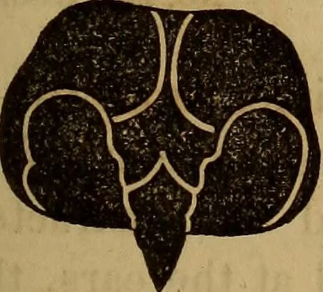 An illustration from Human science, or, Phrenology : its principles, proofs, faculties, organs, temperaments, combinations, conditions, teachings, philosophies, etc., etc. : as applied to health, its values, laws, functions, organs, means, preservation, restoration, etc. : mental philosophy, human and self improvement, civilization, home, country, commerce, rights, duties, ethics, etc. : God, His existence, attributes, laws, worship, natural theology, etc. : immortality, its evidences, conditions, relations to time, rewards, punishments, sin, faith, prayer, etc. : intellect, memory, juvenile and self education, literature, mental discipline, the senses, sciences, arts, avocations, a perfect life, etc., etc., etc., 1873, leaf 214