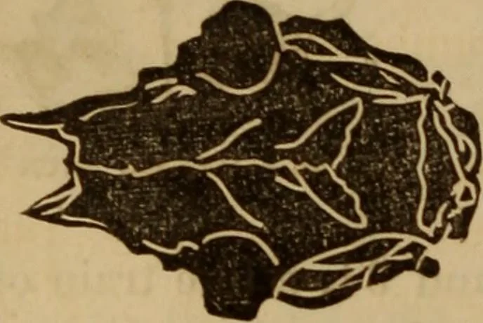 An illustration from Human science, or, Phrenology : its principles, proofs, faculties, organs, temperaments, combinations, conditions, teachings, philosophies, etc., etc. : as applied to health, its values, laws, functions, organs, means, preservation, restoration, etc. : mental philosophy, human and self improvement, civilization, home, country, commerce, rights, duties, ethics, etc. : God, His existence, attributes, laws, worship, natural theology, etc. : immortality, its evidences, conditions, relations to time, rewards, punishments, sin, faith, prayer, etc. : intellect, memory, juvenile and self education, literature, mental discipline, the senses, sciences, arts, avocations, a perfect life, etc., etc., etc., 1873, leaf 215