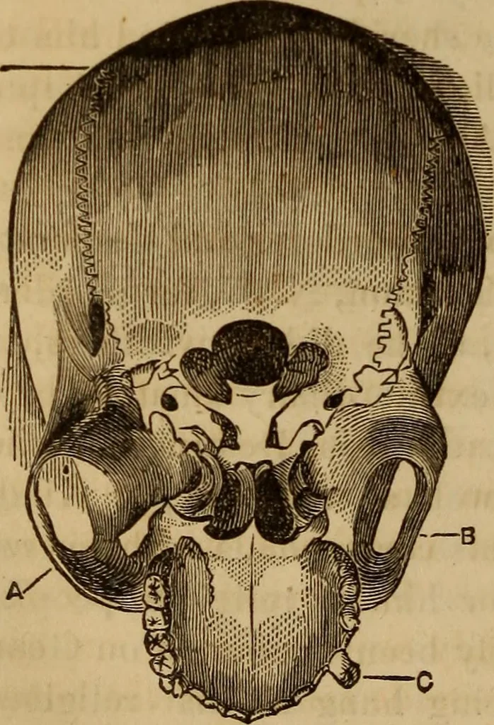 An illustration from Human science, or, Phrenology : its principles, proofs, faculties, organs, temperaments, combinations, conditions, teachings, philosophies, etc., etc. : as applied to health, its values, laws, functions, organs, means, preservation, restoration, etc. : mental philosophy, human and self improvement, civilization, home, country, commerce, rights, duties, ethics, etc. : God, His existence, attributes, laws, worship, natural theology, etc. : immortality, its evidences, conditions, relations to time, rewards, punishments, sin, faith, prayer, etc. : intellect, memory, juvenile and self education, literature, mental discipline, the senses, sciences, arts, avocations, a perfect life, etc., etc., etc., 1873, leaf 341