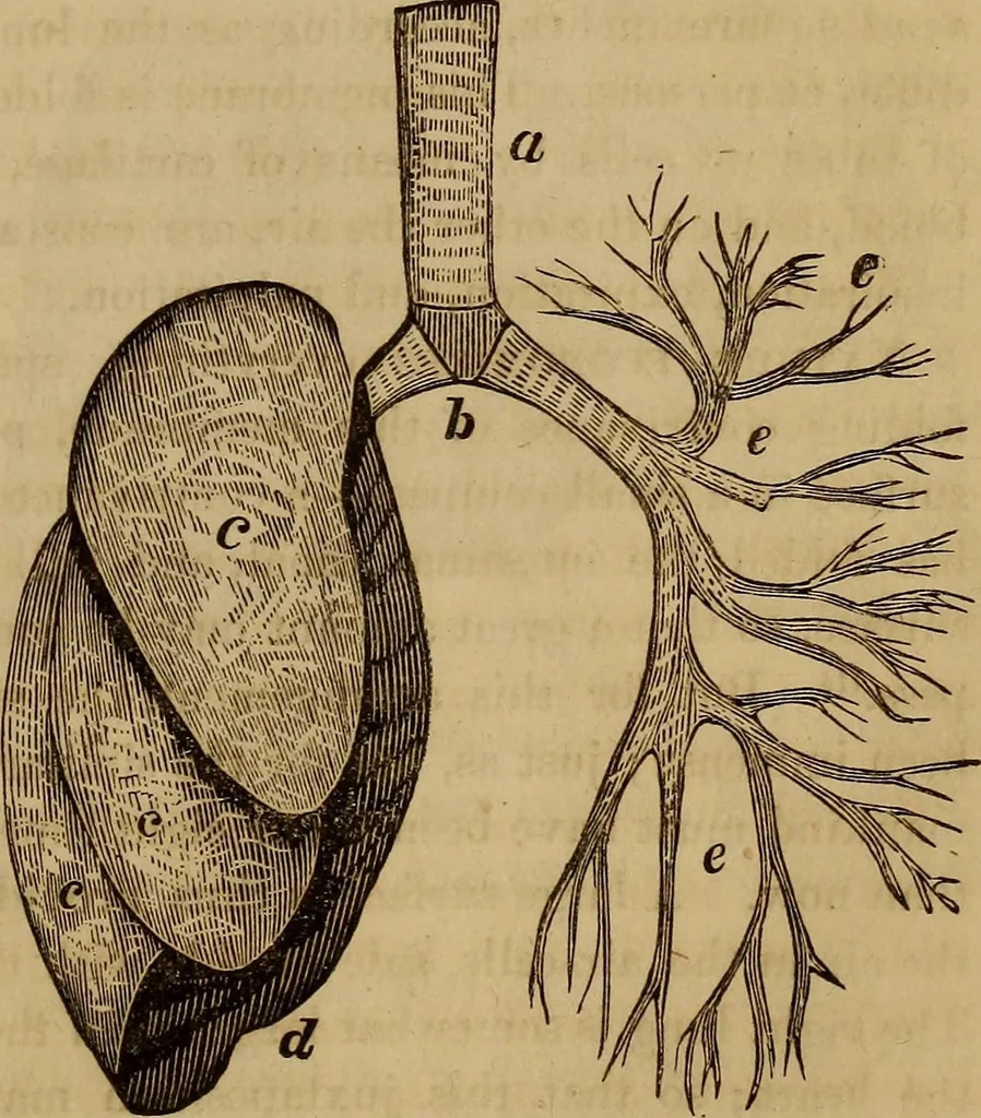 An illustration from Human science, or, Phrenology : its principles, proofs, faculties, organs, temperaments, combinations, conditions, teachings, philosophies, etc., etc. : as applied to health, its values, laws, functions, organs, means, preservation, restoration, etc. : mental philosophy, human and self improvement, civilization, home, country, commerce, rights, duties, ethics, etc. : God, His existence, attributes, laws, worship, natural theology, etc. : immortality, its evidences, conditions, relations to time, rewards, punishments, sin, faith, prayer, etc. : intellect, memory, juvenile and self education, literature, mental discipline, the senses, sciences, arts, avocations, a perfect life, etc., etc., etc., 1873, leaf 396