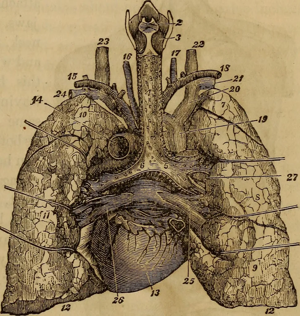An illustration from Human science, or, Phrenology : its principles, proofs, faculties, organs, temperaments, combinations, conditions, teachings, philosophies, etc., etc. : as applied to health, its values, laws, functions, organs, means, preservation, restoration, etc. : mental philosophy, human and self improvement, civilization, home, country, commerce, rights, duties, ethics, etc. : God, His existence, attributes, laws, worship, natural theology, etc. : immortality, its evidences, conditions, relations to time, rewards, punishments, sin, faith, prayer, etc. : intellect, memory, juvenile and self education, literature, mental discipline, the senses, sciences, arts, avocations, a perfect life, etc., etc., etc., 1873, leaf 398