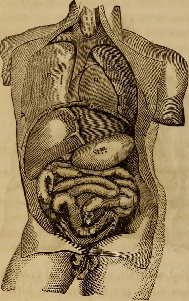 An illustration from Human science, or, Phrenology : its principles, proofs, faculties, organs, temperaments, combinations, conditions, teachings, philosophies, etc., etc. : as applied to health, its values, laws, functions, organs, means, preservation, restoration, etc. : mental philosophy, human and self improvement, civilization, home, country, commerce, rights, duties, ethics, etc. : God, His existence, attributes, laws, worship, natural theology, etc. : immortality, its evidences, conditions, relations to time, rewards, punishments, sin, faith, prayer, etc. : intellect, memory, juvenile and self education, literature, mental discipline, the senses, sciences, arts, avocations, a perfect life, etc., etc., etc., 1873, leaf 399