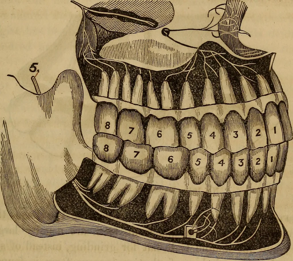 An illustration from Human science, or, Phrenology : its principles, proofs, faculties, organs, temperaments, combinations, conditions, teachings, philosophies, etc., etc. : as applied to health, its values, laws, functions, organs, means, preservation, restoration, etc. : mental philosophy, human and self improvement, civilization, home, country, commerce, rights, duties, ethics, etc. : God, His existence, attributes, laws, worship, natural theology, etc. : immortality, its evidences, conditions, relations to time, rewards, punishments, sin, faith, prayer, etc. : intellect, memory, juvenile and self education, literature, mental discipline, the senses, sciences, arts, avocations, a perfect life, etc., etc., etc., 1873, leaf 444