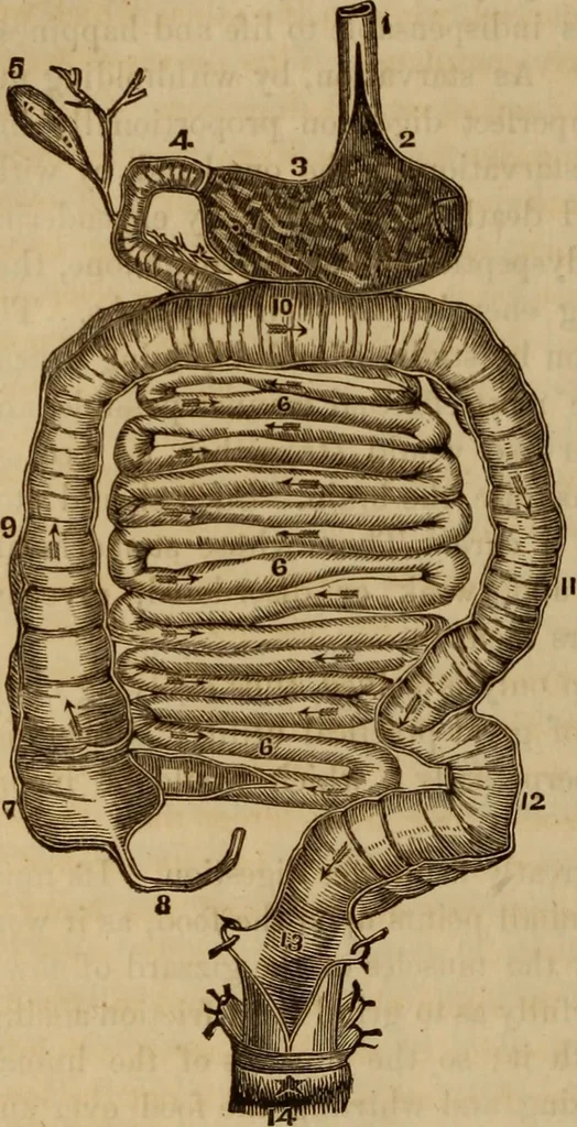 An illustration from Human science, or, Phrenology : its principles, proofs, faculties, organs, temperaments, combinations, conditions, teachings, philosophies, etc., etc. : as applied to health, its values, laws, functions, organs, means, preservation, restoration, etc. : mental philosophy, human and self improvement, civilization, home, country, commerce, rights, duties, ethics, etc. : God, His existence, attributes, laws, worship, natural theology, etc. : immortality, its evidences, conditions, relations to time, rewards, punishments, sin, faith, prayer, etc. : intellect, memory, juvenile and self education, literature, mental discipline, the senses, sciences, arts, avocations, a perfect life, etc., etc., etc., 1873, leaf 495