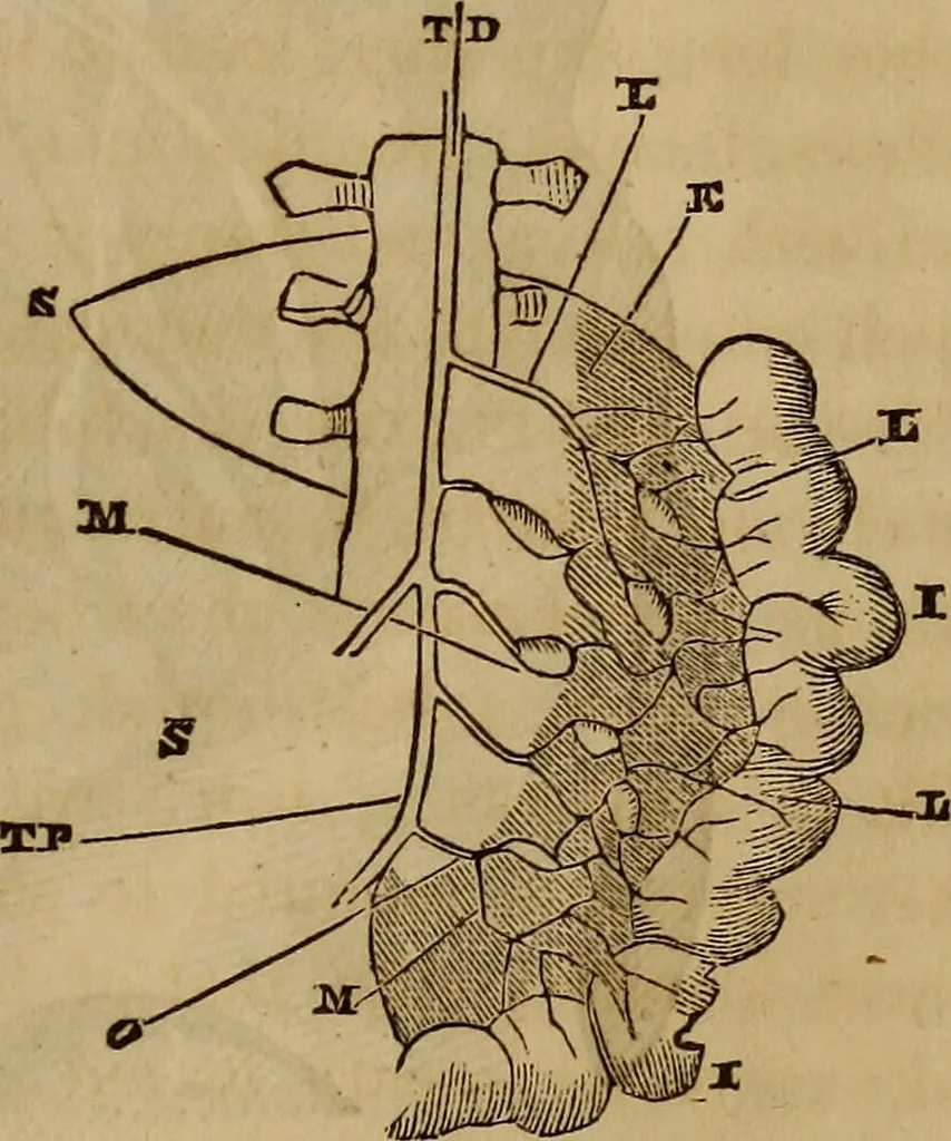 An illustration from Human science, or, Phrenology : its principles, proofs, faculties, organs, temperaments, combinations, conditions, teachings, philosophies, etc., etc. : as applied to health, its values, laws, functions, organs, means, preservation, restoration, etc. : mental philosophy, human and self improvement, civilization, home, country, commerce, rights, duties, ethics, etc. : God, His existence, attributes, laws, worship, natural theology, etc. : immortality, its evidences, conditions, relations to time, rewards, punishments, sin, faith, prayer, etc. : intellect, memory, juvenile and self education, literature, mental discipline, the senses, sciences, arts, avocations, a perfect life, etc., etc., etc., 1873, leaf 498
