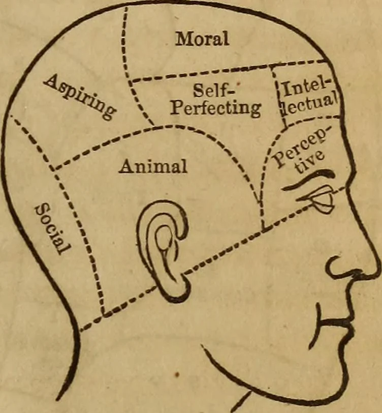 An illustration from Human science, or, Phrenology : its principles, proofs, faculties, organs, temperaments, combinations, conditions, teachings, philosophies, etc., etc. : as applied to health, its values, laws, functions, organs, means, preservation, restoration, etc. : mental philosophy, human and self improvement, civilization, home, country, commerce, rights, duties, ethics, etc. : God, His existence, attributes, laws, worship, natural theology, etc. : immortality, its evidences, conditions, relations to time, rewards, punishments, sin, faith, prayer, etc. : intellect, memory, juvenile and self education, literature, mental discipline, the senses, sciences, arts, avocations, a perfect life, etc., etc., etc., 1873, leaf 52