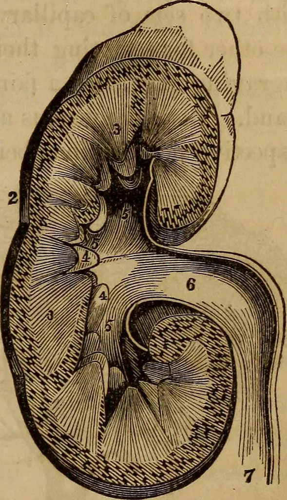 An illustration from Human science, or, Phrenology : its principles, proofs, faculties, organs, temperaments, combinations, conditions, teachings, philosophies, etc., etc. : as applied to health, its values, laws, functions, organs, means, preservation, restoration, etc. : mental philosophy, human and self improvement, civilization, home, country, commerce, rights, duties, ethics, etc. : God, His existence, attributes, laws, worship, natural theology, etc. : immortality, its evidences, conditions, relations to time, rewards, punishments, sin, faith, prayer, etc. : intellect, memory, juvenile and self education, literature, mental discipline, the senses, sciences, arts, avocations, a perfect life, etc., etc., etc., 1873, leaf 538