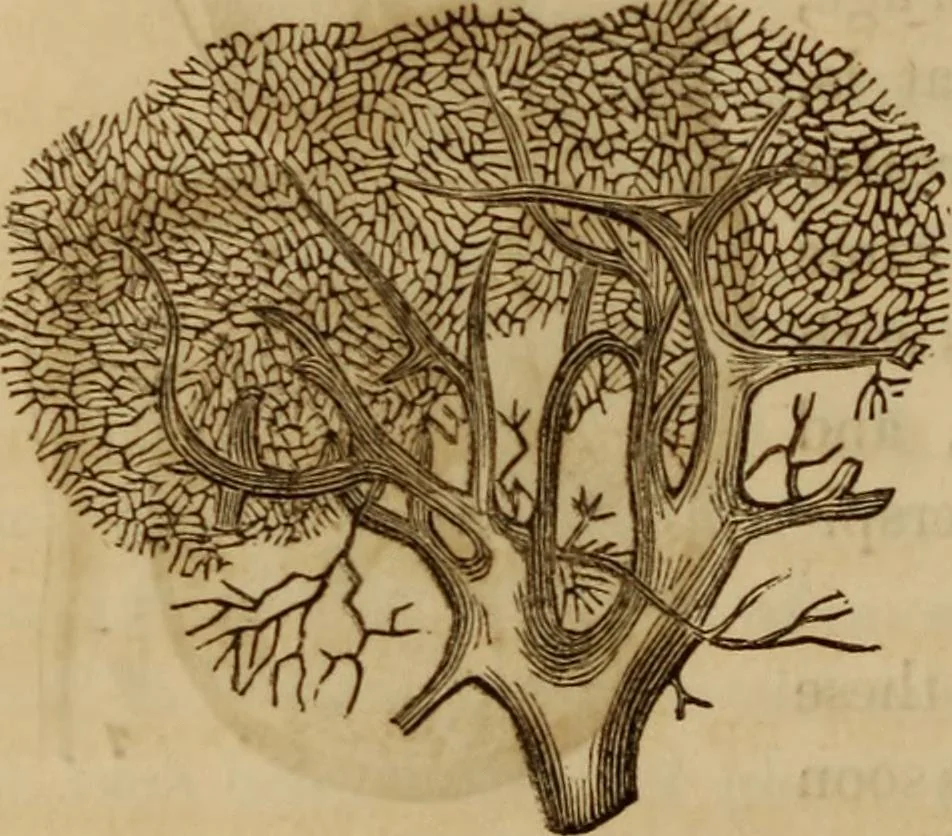 An illustration from Human science, or, Phrenology : its principles, proofs, faculties, organs, temperaments, combinations, conditions, teachings, philosophies, etc., etc. : as applied to health, its values, laws, functions, organs, means, preservation, restoration, etc. : mental philosophy, human and self improvement, civilization, home, country, commerce, rights, duties, ethics, etc. : God, His existence, attributes, laws, worship, natural theology, etc. : immortality, its evidences, conditions, relations to time, rewards, punishments, sin, faith, prayer, etc. : intellect, memory, juvenile and self education, literature, mental discipline, the senses, sciences, arts, avocations, a perfect life, etc., etc., etc., 1873, leaf 539