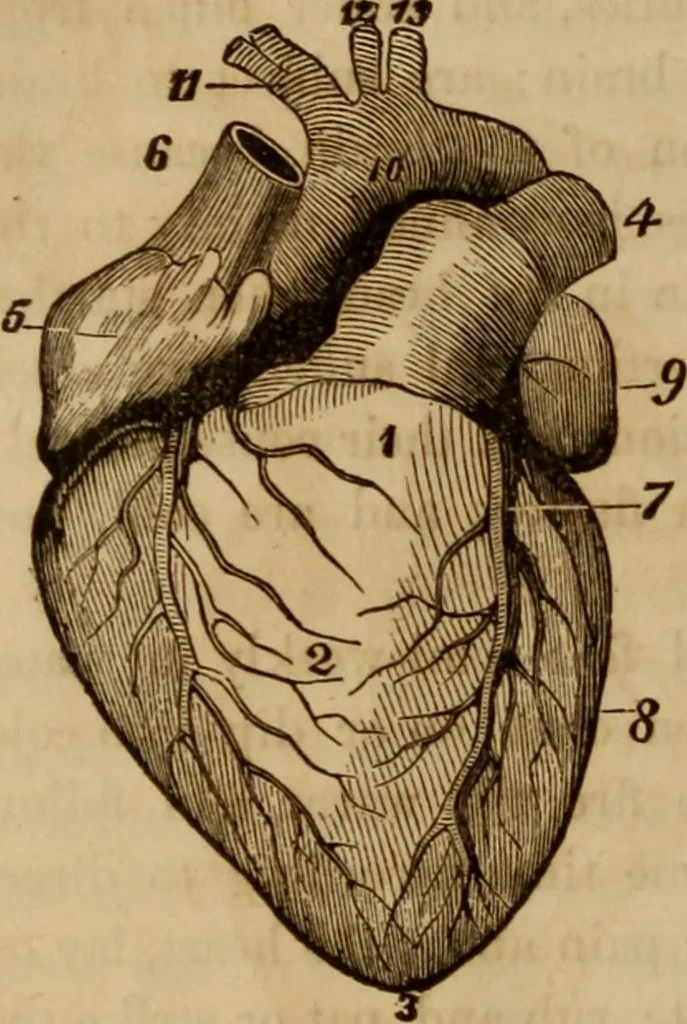 An illustration from Human science, or, Phrenology : its principles, proofs, faculties, organs, temperaments, combinations, conditions, teachings, philosophies, etc., etc. : as applied to health, its values, laws, functions, organs, means, preservation, restoration, etc. : mental philosophy, human and self improvement, civilization, home, country, commerce, rights, duties, ethics, etc. : God, His existence, attributes, laws, worship, natural theology, etc. : immortality, its evidences, conditions, relations to time, rewards, punishments, sin, faith, prayer, etc. : intellect, memory, juvenile and self education, literature, mental discipline, the senses, sciences, arts, avocations, a perfect life, etc., etc., etc., 1873, leaf 543