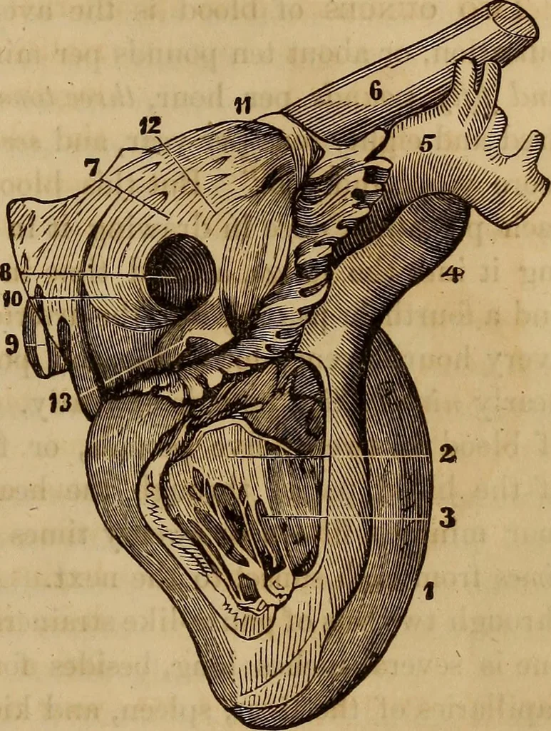An illustration from Human science, or, Phrenology : its principles, proofs, faculties, organs, temperaments, combinations, conditions, teachings, philosophies, etc., etc. : as applied to health, its values, laws, functions, organs, means, preservation, restoration, etc. : mental philosophy, human and self improvement, civilization, home, country, commerce, rights, duties, ethics, etc. : God, His existence, attributes, laws, worship, natural theology, etc. : immortality, its evidences, conditions, relations to time, rewards, punishments, sin, faith, prayer, etc. : intellect, memory, juvenile and self education, literature, mental discipline, the senses, sciences, arts, avocations, a perfect life, etc., etc., etc., 1873, leaf 544