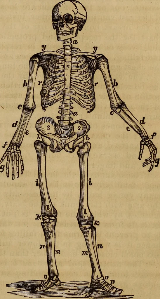 An illustration from Human science, or, Phrenology : its principles, proofs, faculties, organs, temperaments, combinations, conditions, teachings, philosophies, etc., etc. : as applied to health, its values, laws, functions, organs, means, preservation, restoration, etc. : mental philosophy, human and self improvement, civilization, home, country, commerce, rights, duties, ethics, etc. : God, His existence, attributes, laws, worship, natural theology, etc. : immortality, its evidences, conditions, relations to time, rewards, punishments, sin, faith, prayer, etc. : intellect, memory, juvenile and self education, literature, mental discipline, the senses, sciences, arts, avocations, a perfect life, etc., etc., etc., 1873, leaf 586